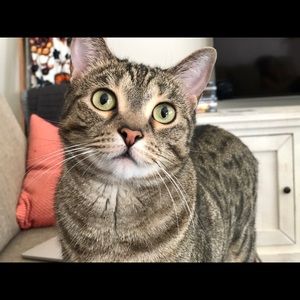 Meet your Posher, Lisa